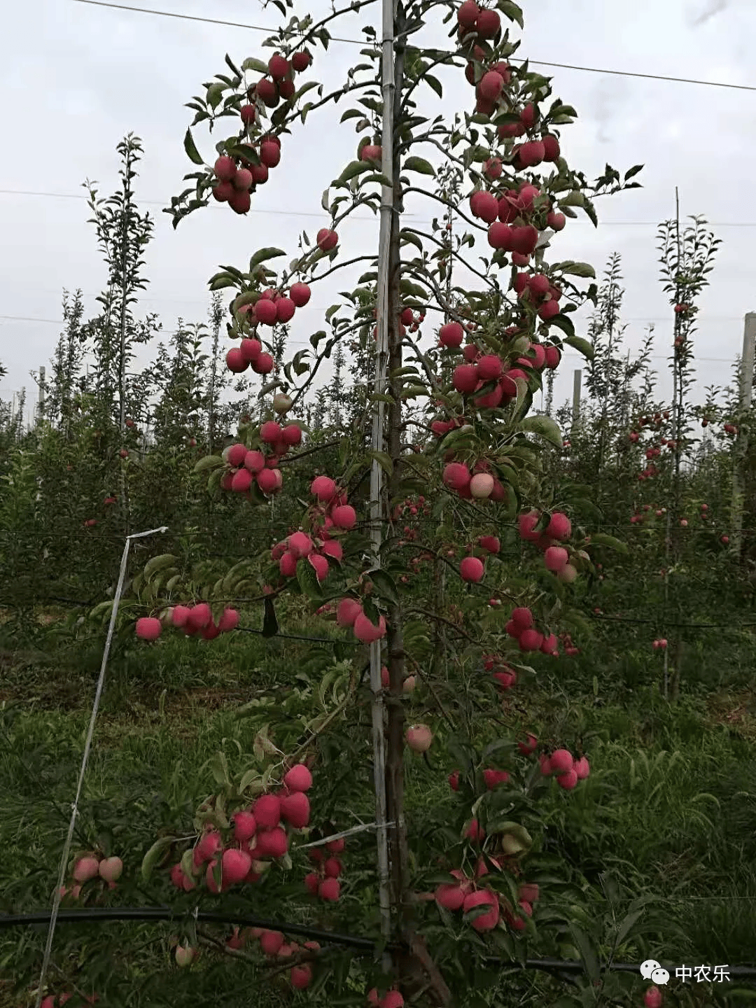 主干形技术关键是一辈子控冠
