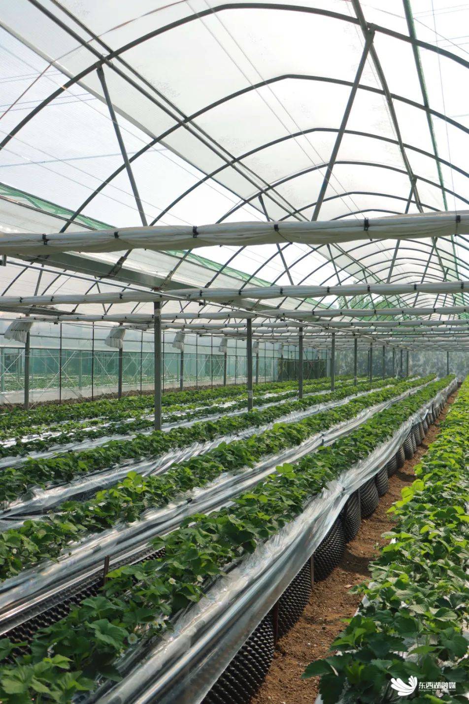 种植_王志明_大棚
