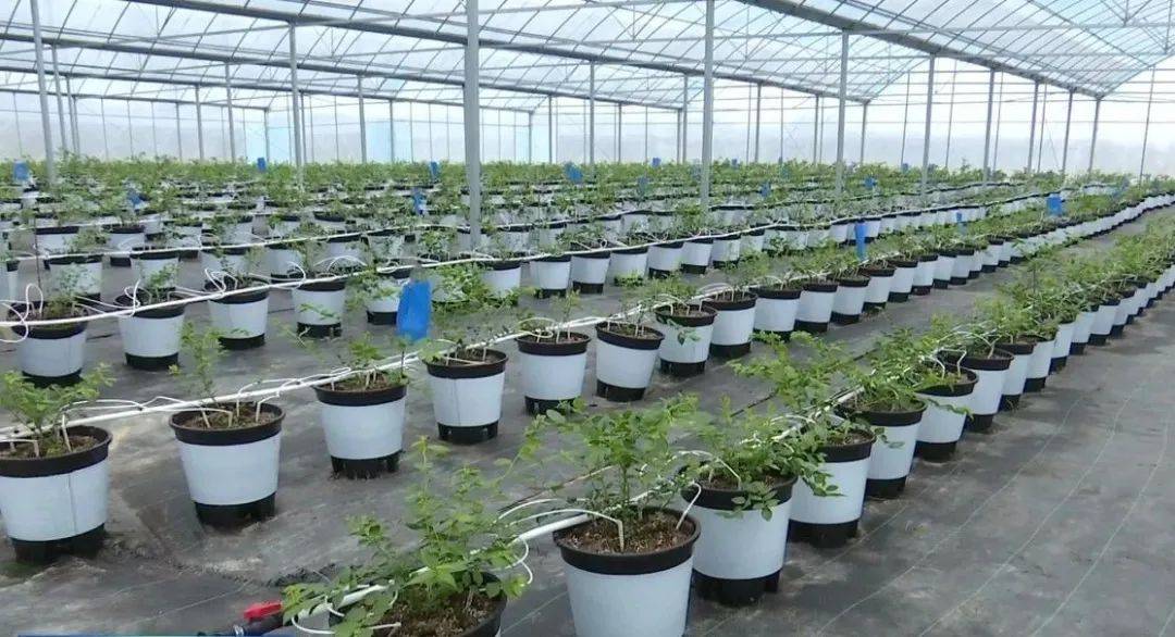 河下镇浒溪村:大棚基质蓝莓 调优种植结构