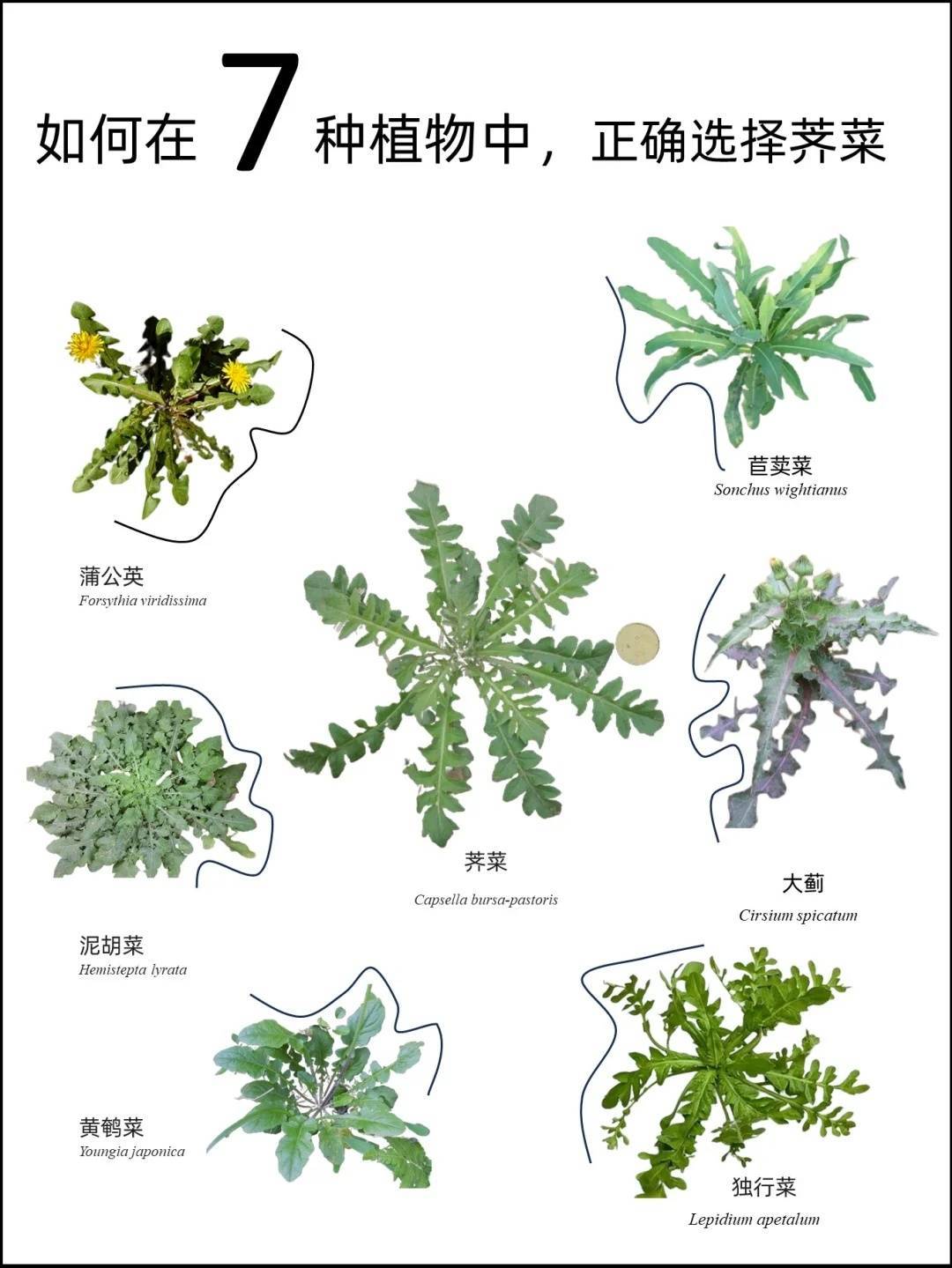 鱼骨菜图片野菜图片