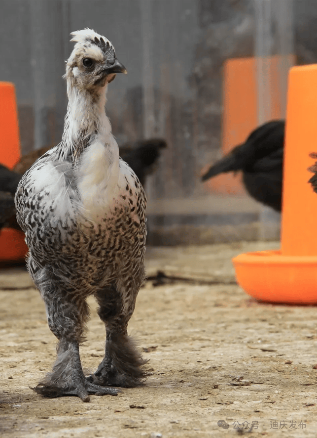 喜讯!维西那米鸡入选"全国特质农品"名录