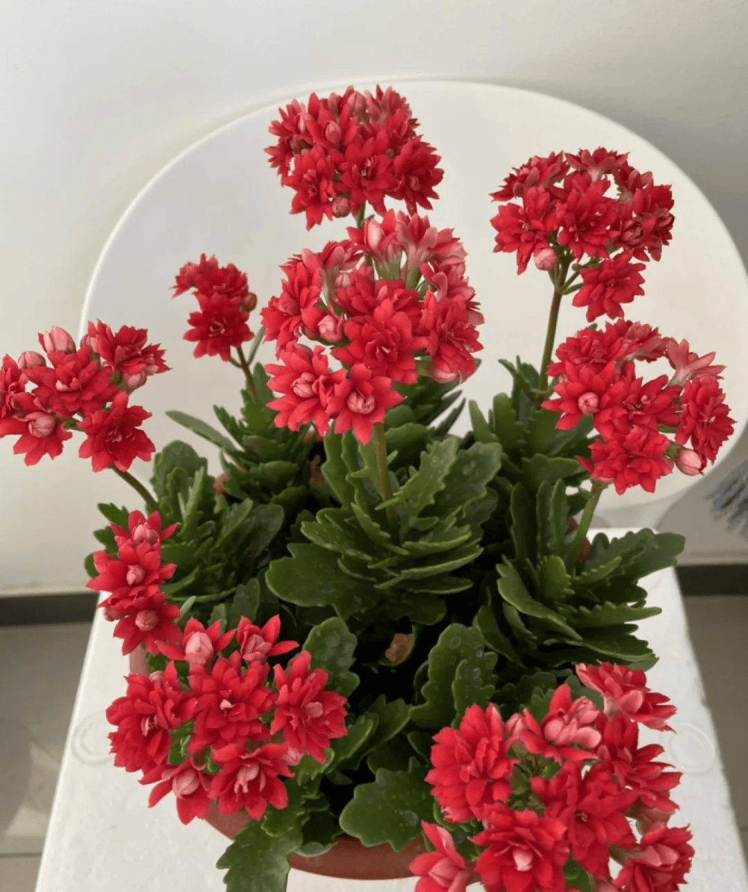 老年人喜欢养的4种花,重在养心,颜值也不差!