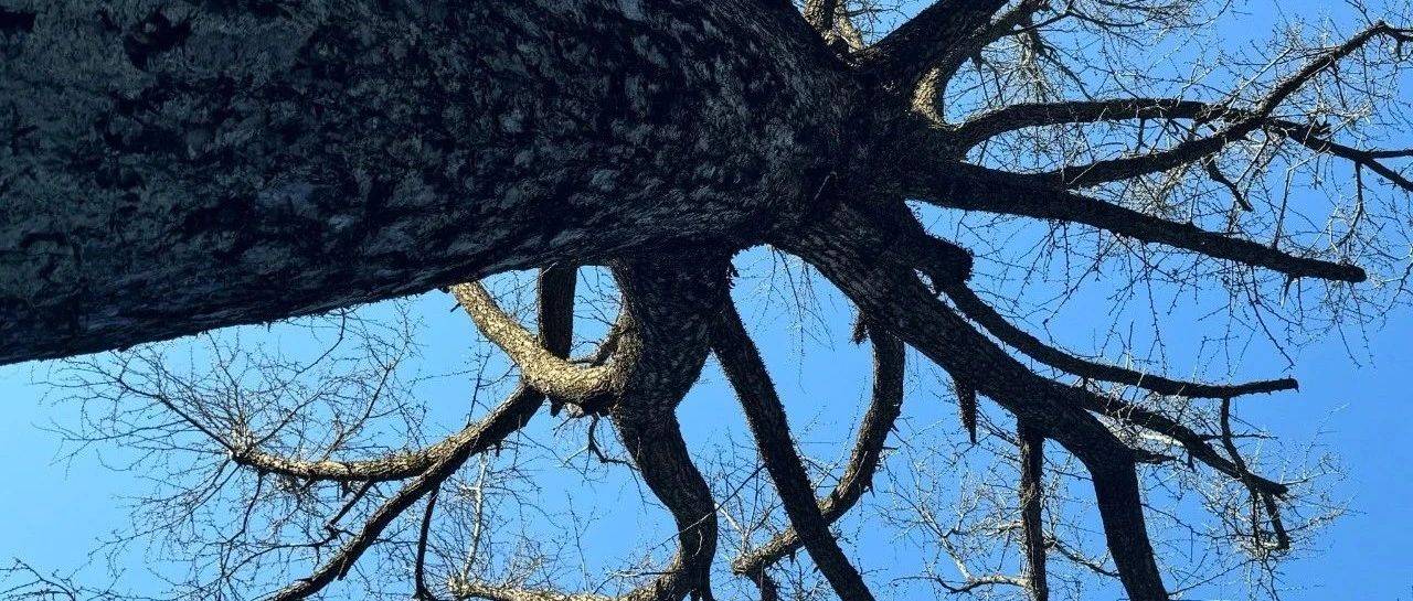 让花成花 让树成树_黄庭坚_苏东坡_文化
