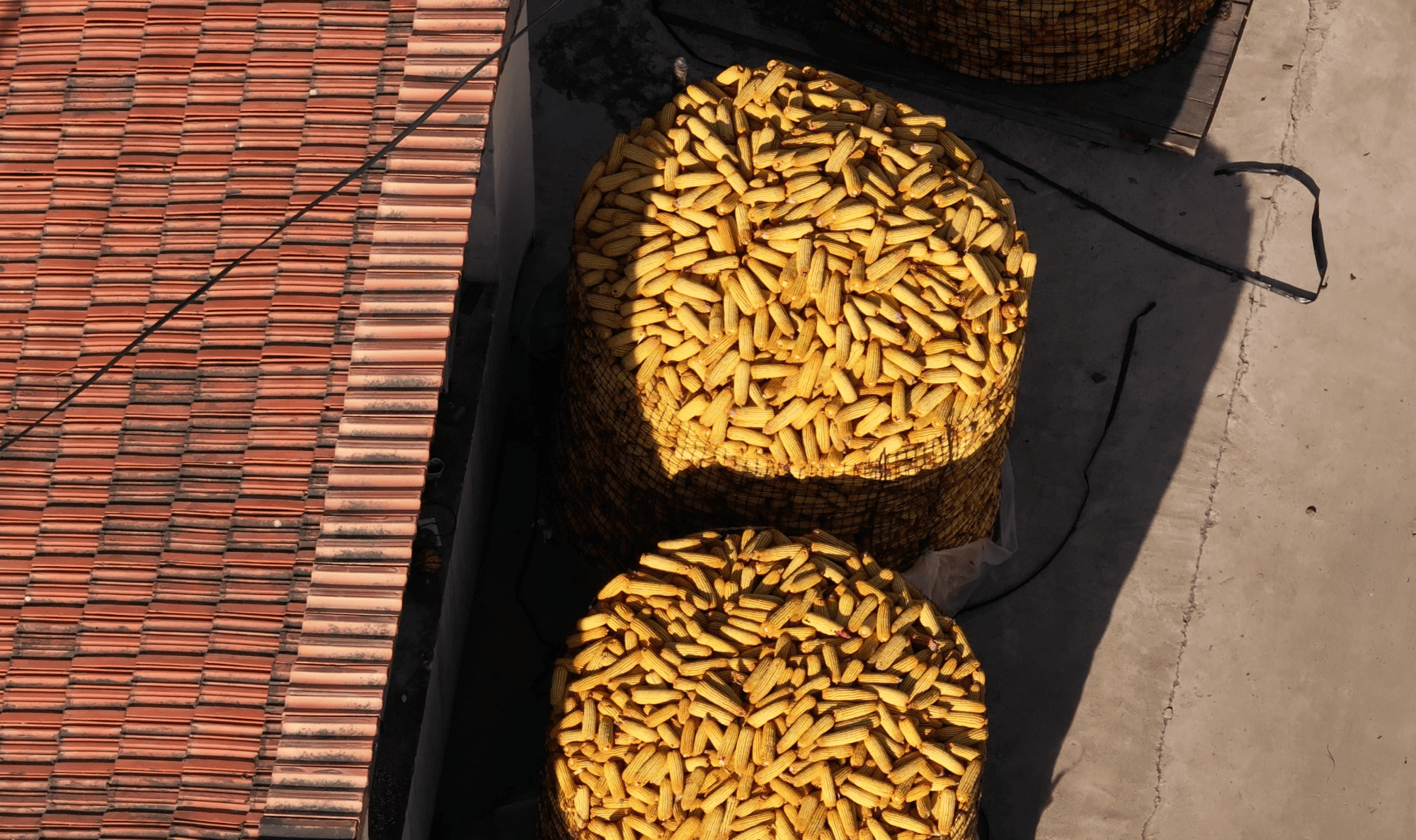 甘肃静宁:冬日玉米满仓 囤出丰收盛景