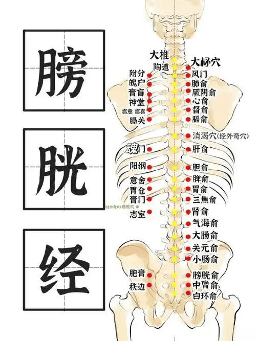 膀胱经巡行图图片