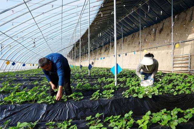 陕西子长市栾家必赢app坪街道：大棚种植开启致富新征程(图2)