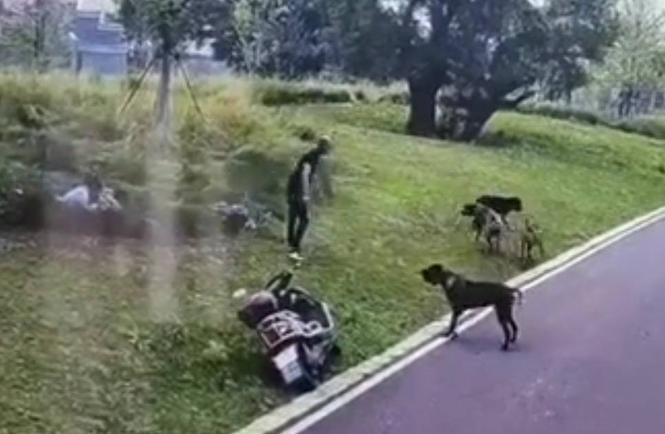 犬管办回应母女在公园遭四条大型犬撕咬：已控制狗正鉴定品种，事发地可遛狗但需拴绳-华闻时空