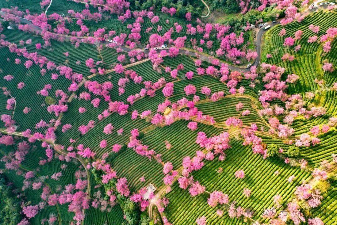 崇左樱花谷风景区图片