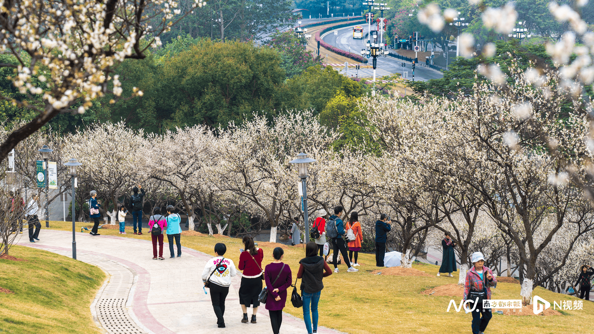 萝岗香雪公园樱花图片