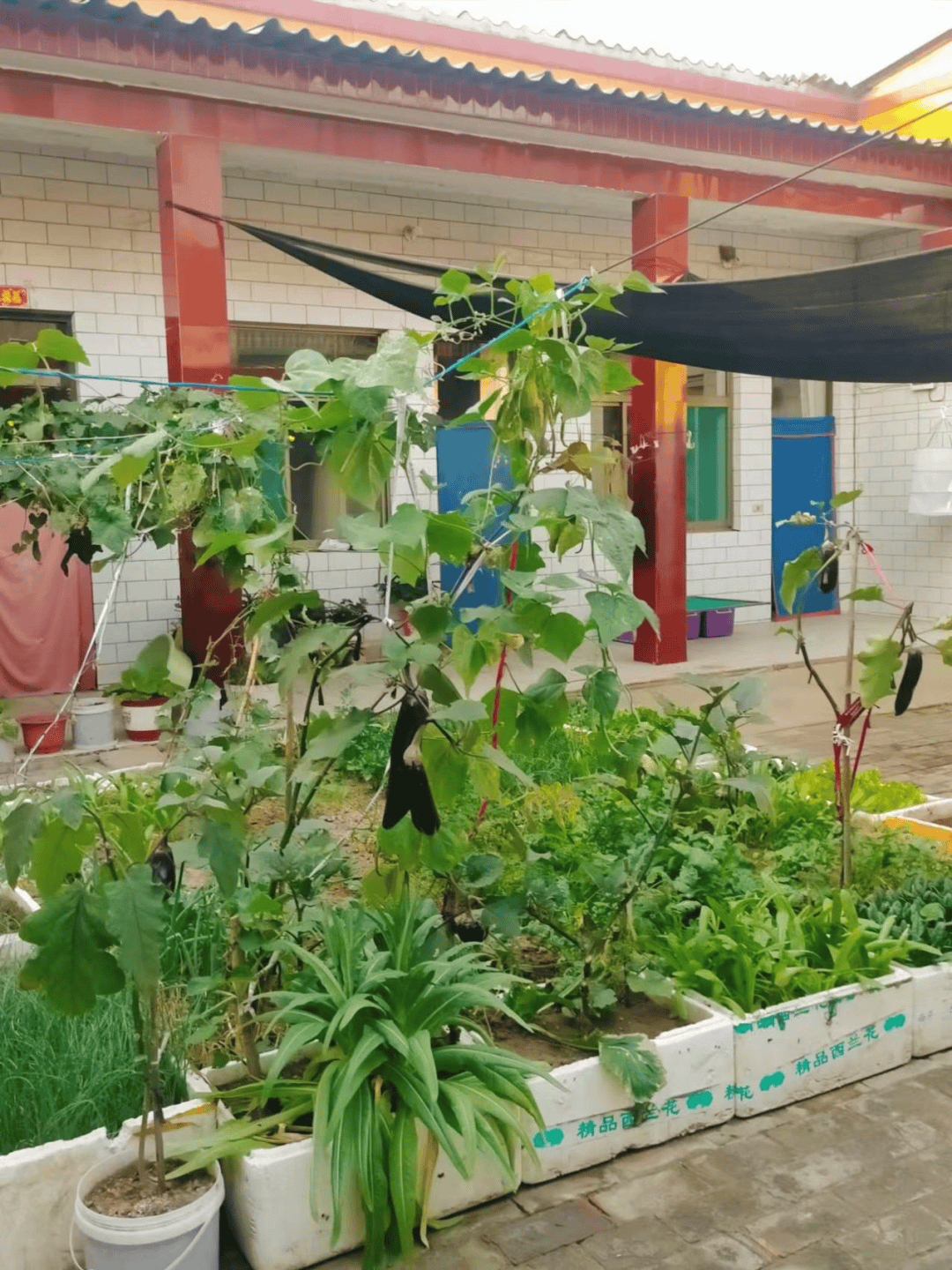 绘和美画卷 展幸福生活 晋中市美丽庭院示范户展播