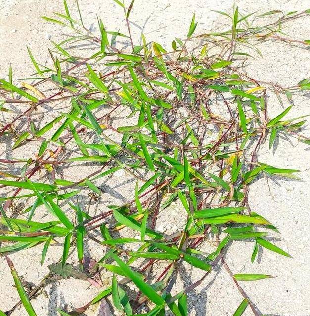 转眼快60年了:许昌少年与草的故事