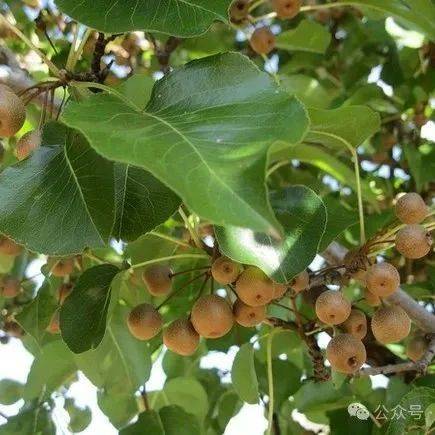 散文 | 乔玉璞:糖梨树与杜梨树_坟头_树冠_家族