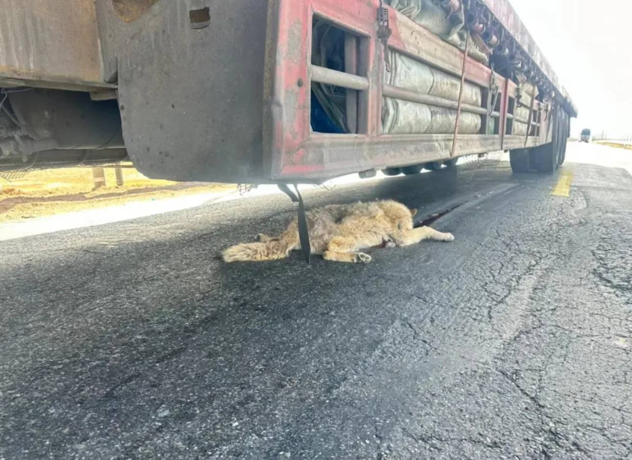 三江源国家公园管理局通报"有狼被大货车不慎压死"