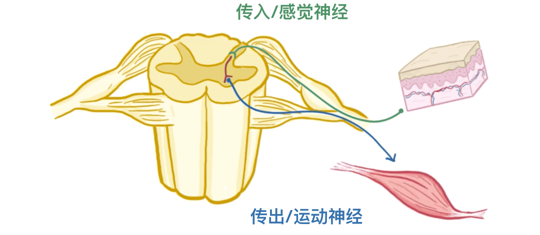 人体解剖学基础:神经系统篇_运动_神经元_大脑