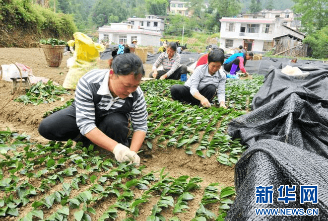 湖北恩施玉露：一片绿叶的“闯关出圈”之旅一竞技网址(图2)