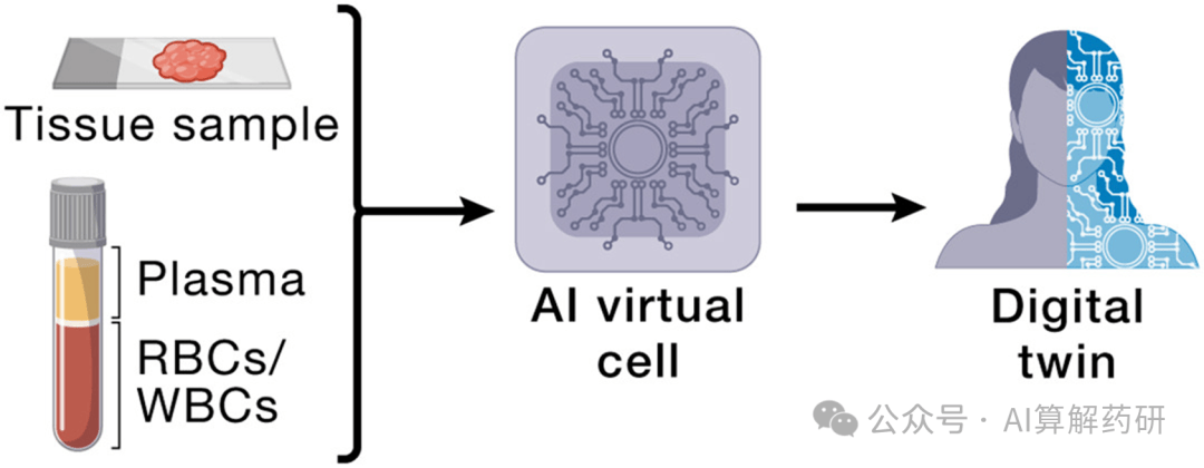 如何利用AI构建虚拟细胞 ?_模型_生物学_尺度