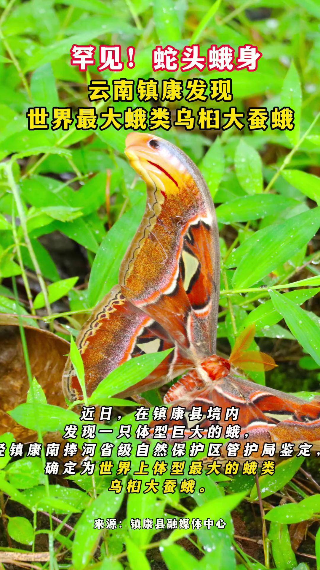 蛇头蛾身,云南镇康发现世界最大蛾类乌桕大蚕蛾 奇趣自然 神奇动物在