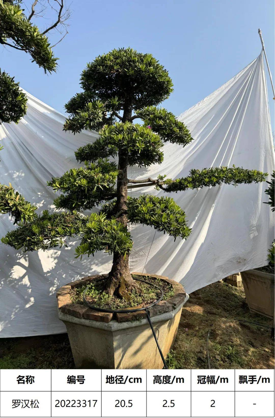 精选台湾罗汉松盆景杆径20公分46棵