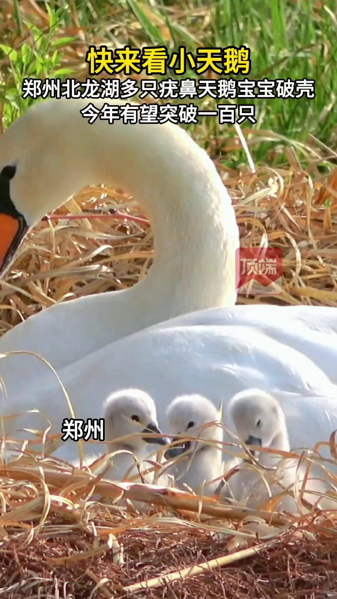 郑州北龙湖多只疣鼻天鹅宝宝破壳,今年有望突破一百只河南dou知道