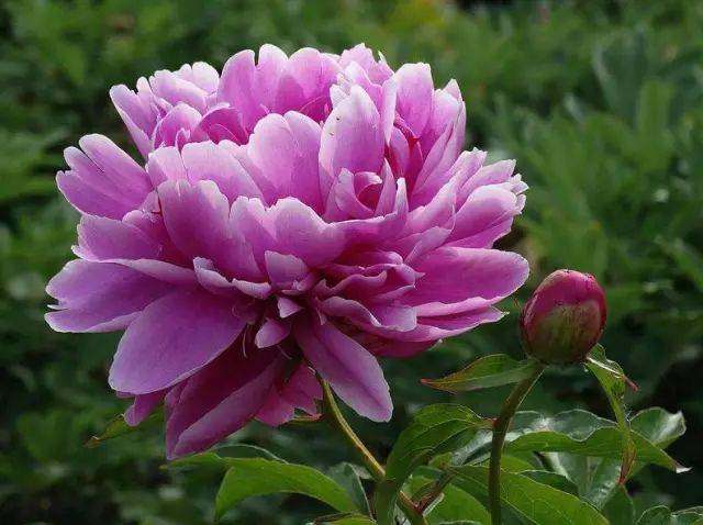 十大名花 来自搜狐网