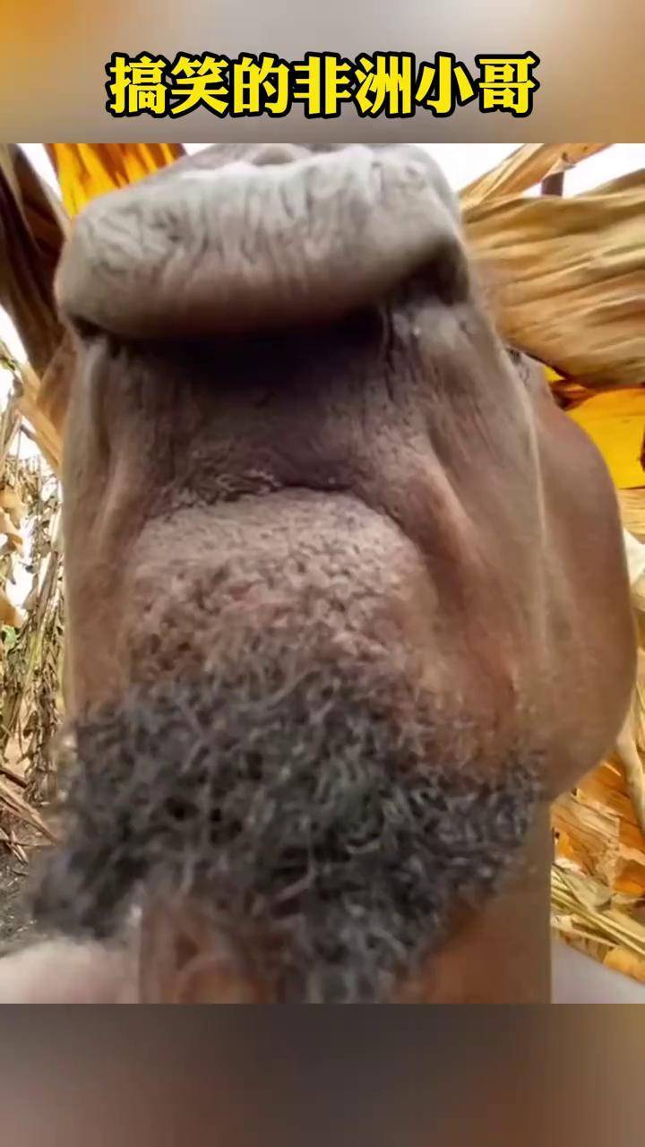 搞笑 生活 上热门 搞笑的非洲小哥