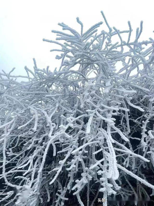云冰山2025年首场雾凇!一脚跨两省南方雪乡云冰山赏冰挂/观云海~_景区_梦幻_冰雪