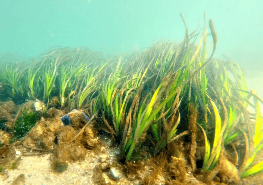 和丛生鳗草一起潜入海底,惊喜大奖等你来拿!