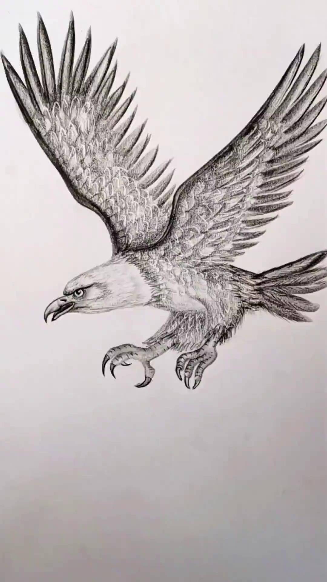 简单画老鹰,大鹏展翅图祝你大展鸿图～画画 学会快去试试吧 手绘 想画