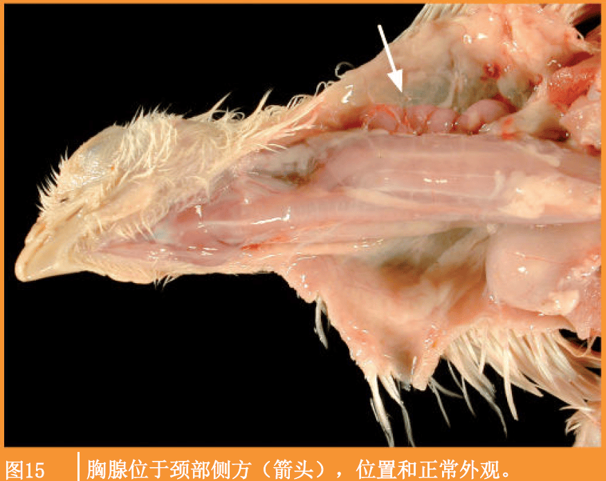 公鸡泄殖腔位置图图片