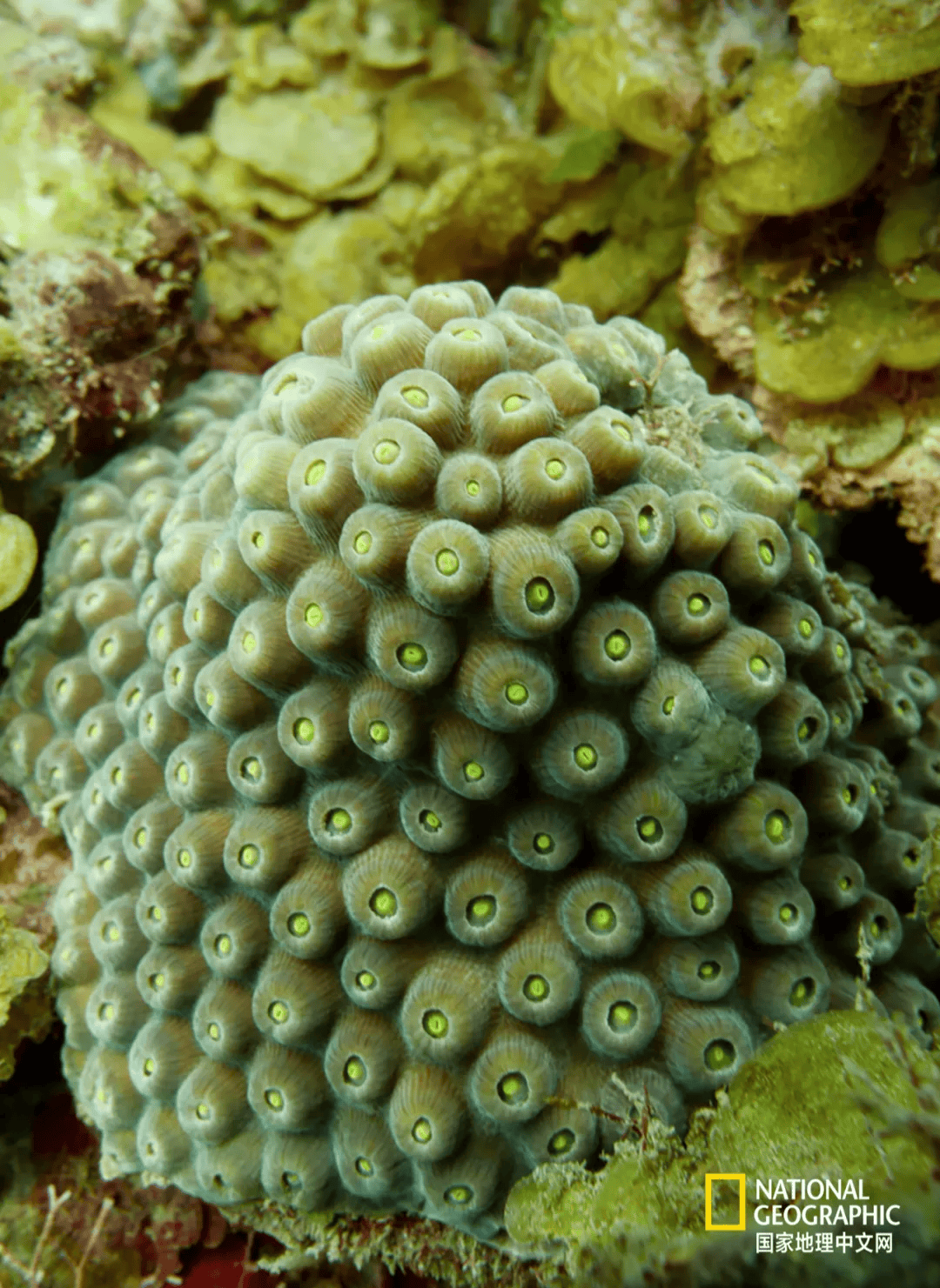 原本数十年前就应死亡的珊瑚,正在拯救全世界的同类