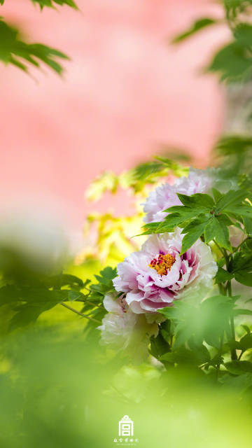 图片[17]-春节遇上“国色天香” 看看年宵花里的“中式美学” -华闻时空