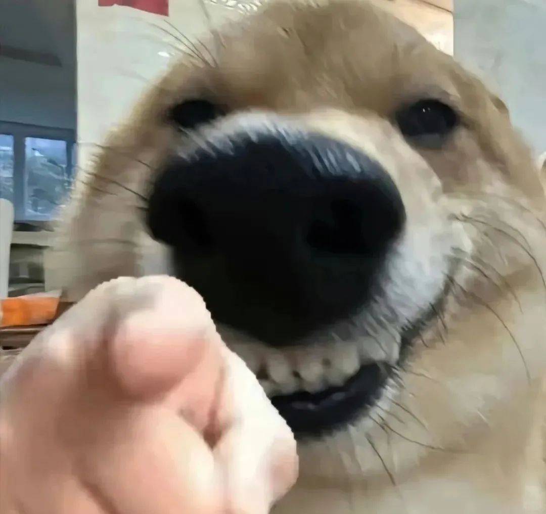 搞怪狗狗表情包