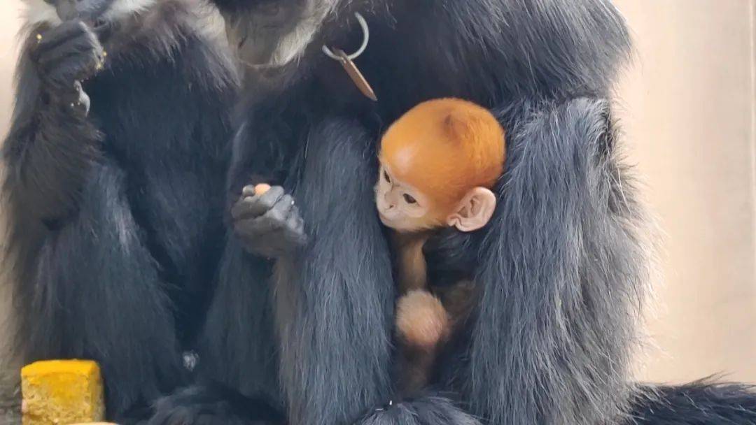 萌化了!梧州黑叶猴大家庭喜添三只猴宝宝