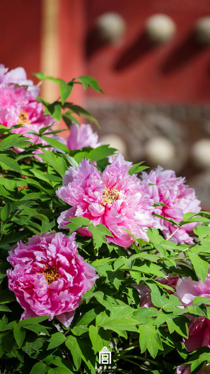 图片[9]-春节遇上“国色天香” 看看年宵花里的“中式美学” -华闻时空