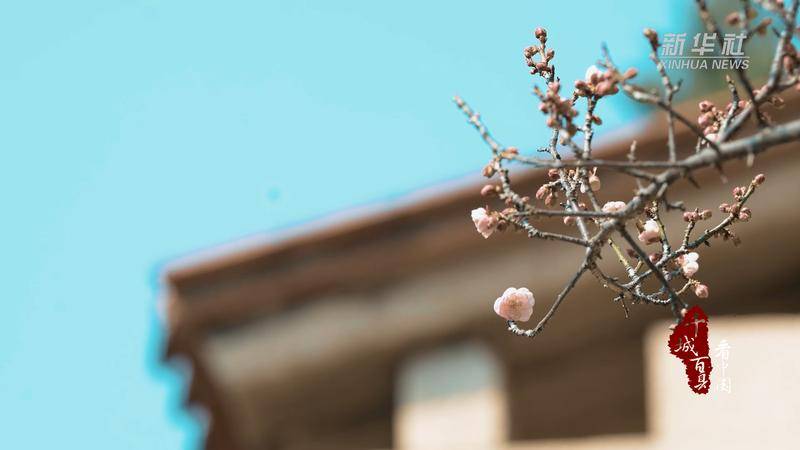 【七绝】《草庵梅花》庄灿煌