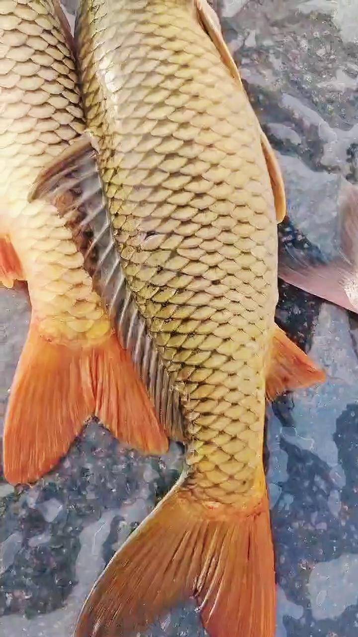 好大一条鱼 黄河鲤鱼 黄河大鲤鱼二十斤一条,真大啊野生鱼