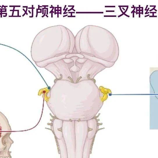 人体解剖学基础——三叉神经_感觉_上颌_下颌