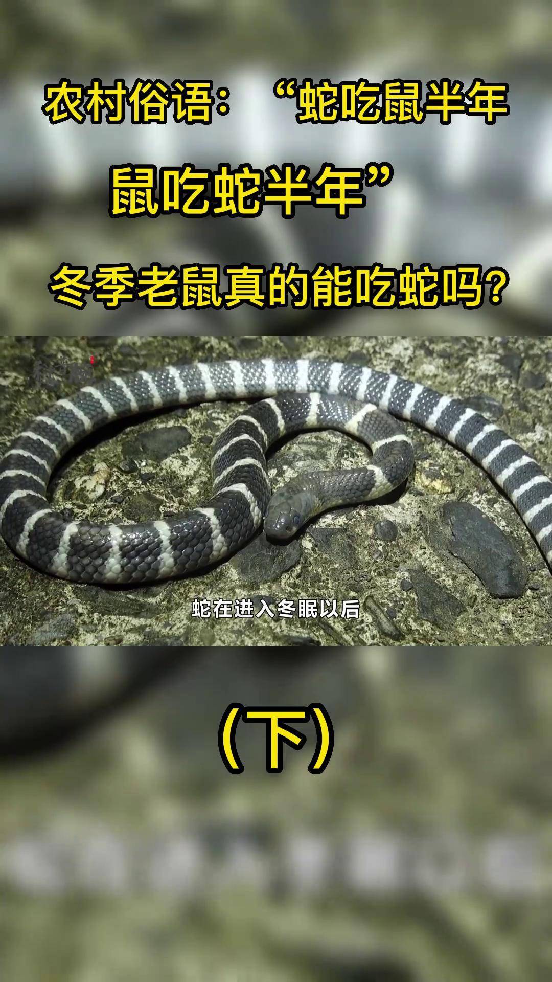 农村 子 :"蛇吃鼠半年,鼠吃蛇半年",冬季老鼠真的能吃蛇吗?