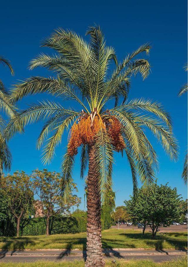 阿联酋要捐赠10万株椰枣树苗给中国,啥是椰枣?为啥我国这么重视