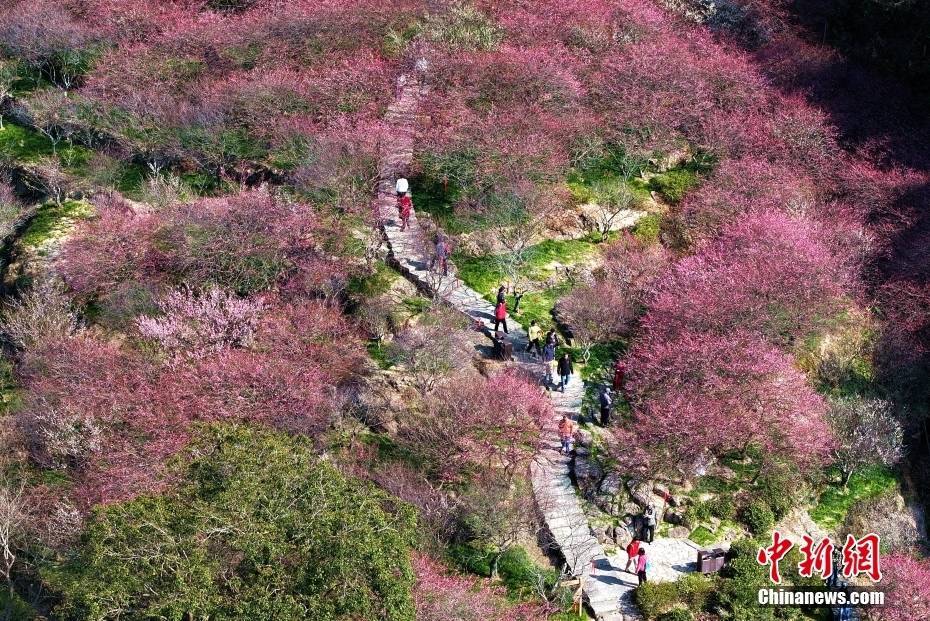 梅花照片大全真实图片