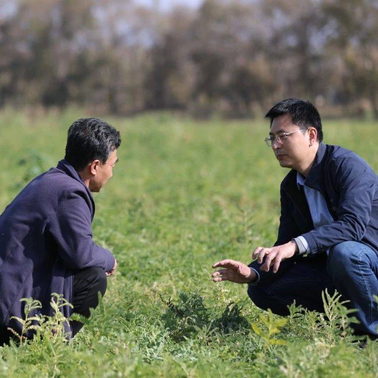 【中医药助力乡村振兴】山西五寨：药田里种出新希望_种植_任巧英_药材