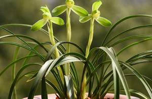 春兰、蕙兰有花苞，不春化能开花吗？_兰花_花芽_过程
