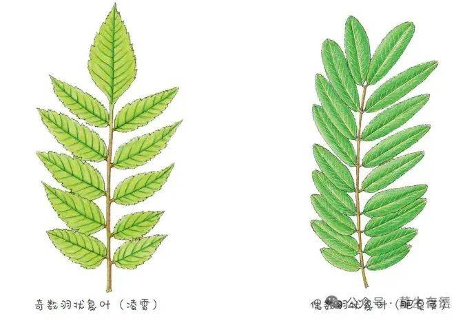 比较特别的复叶:乌蔹莓叶为鸟足状5小叶