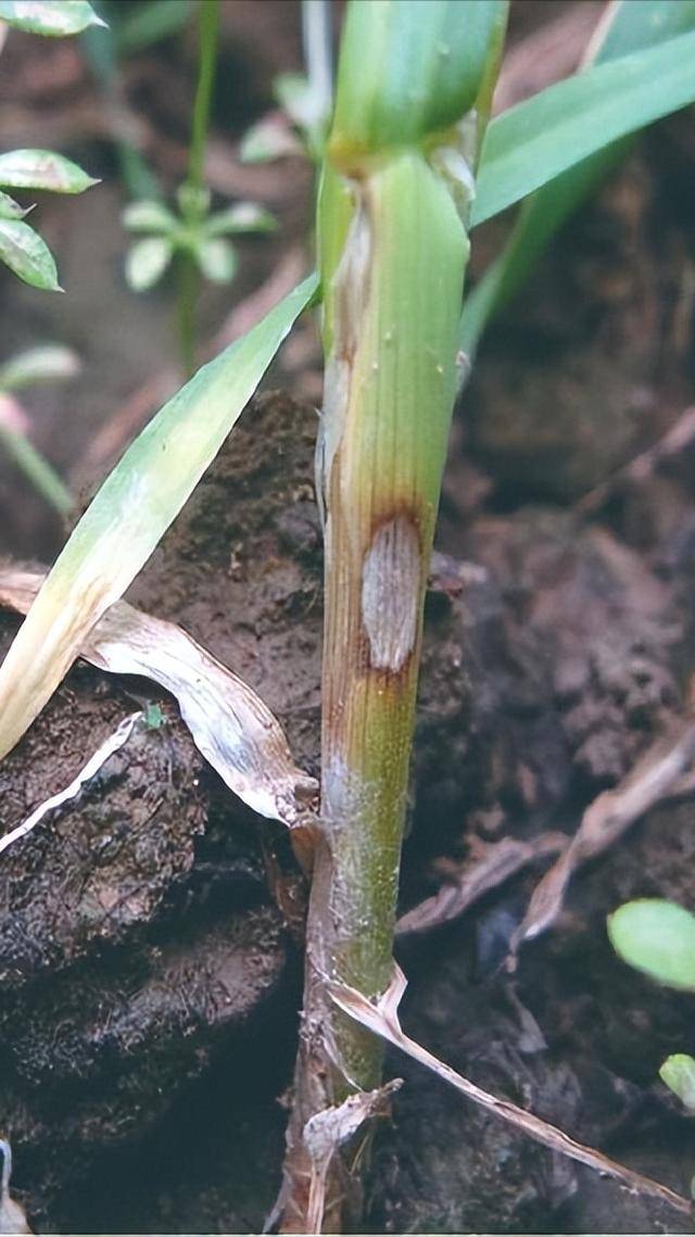 综合防治小麦纹枯病白粉病