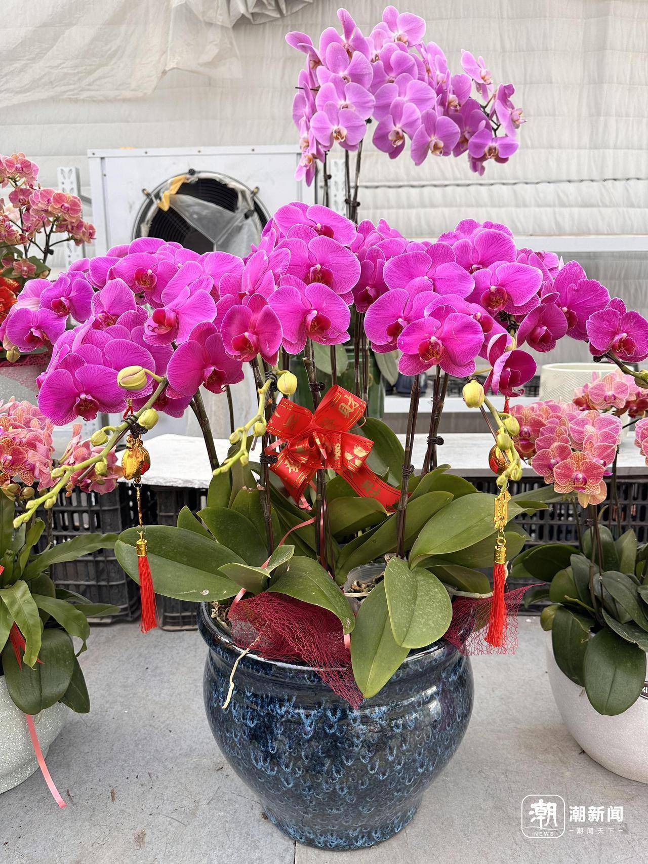 设计师花园展区鲜切花园艺馆…… 2025萧山花木节最新剧透来啦(图4)