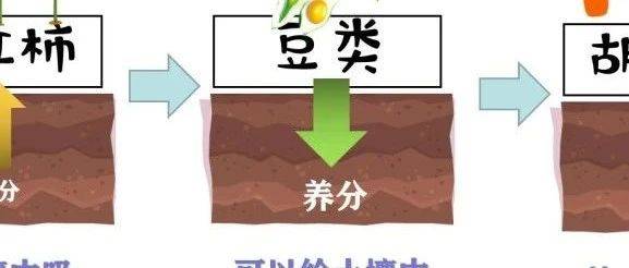 辨析:轮作/间作/套种/免耕/垄作/连作/休耕_作物_种植_土壤