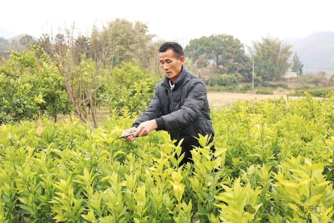 助力水果自由连江这里大量出售→开云体育(图1)