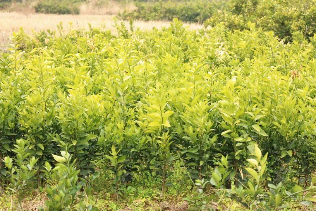 助力水果自由连江这里大量出售→开云体育(图2)