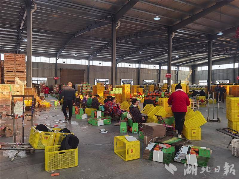 开云体育鲜果价格升种苗订单长 宜昌柑橘新年产销实现“开门红”(图2)
