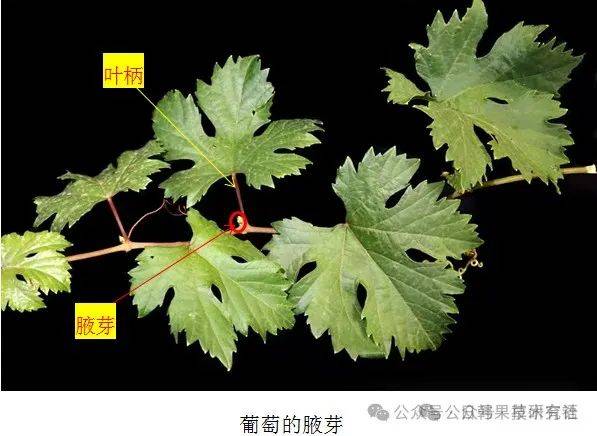 2月16日芽的分类之顶芽和侧芽